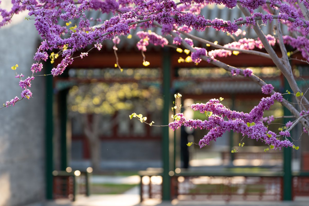 Tsinghua_Uni's tweet photo. Take a walk on our scenic campus and you'll encounter a colorful world of blooming flowers and lively birds 🌺🐦 Come and explore the natural beauty today! #DiscoverTsinghua https://t.co/cSJf2Xm5zJ