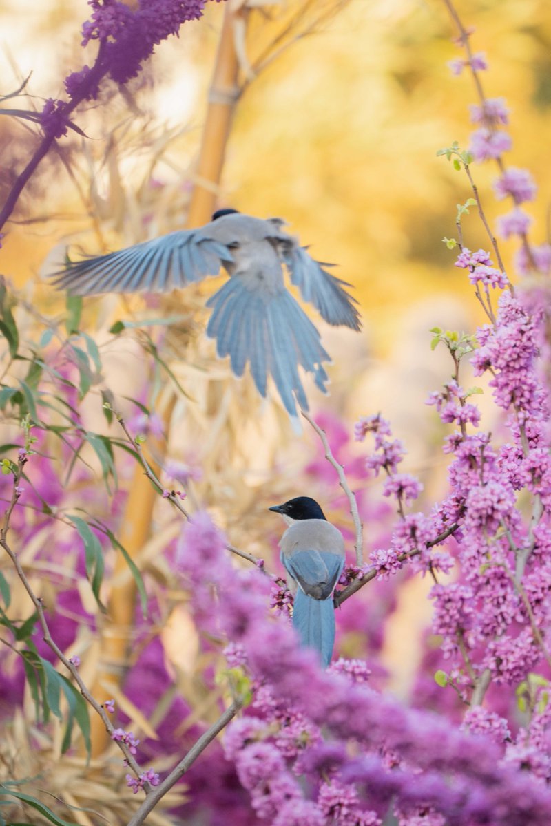 Tsinghua_Uni's tweet photo. Take a walk on our scenic campus and you'll encounter a colorful world of blooming flowers and lively birds 🌺🐦 Come and explore the natural beauty today! #DiscoverTsinghua https://t.co/cSJf2Xm5zJ