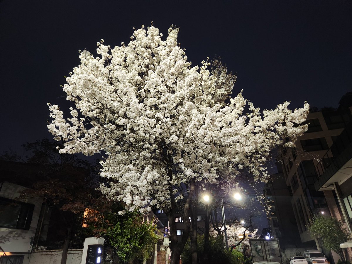 Wo__ning's tweet photo. 230402
최애로 아패꾸하고
공부,체력증진 프로젝트 시작!
밤에보는 벚꽃최고ㅠㅠ
조던 너무예뻤다… https://t.co/FVfoiik6CP