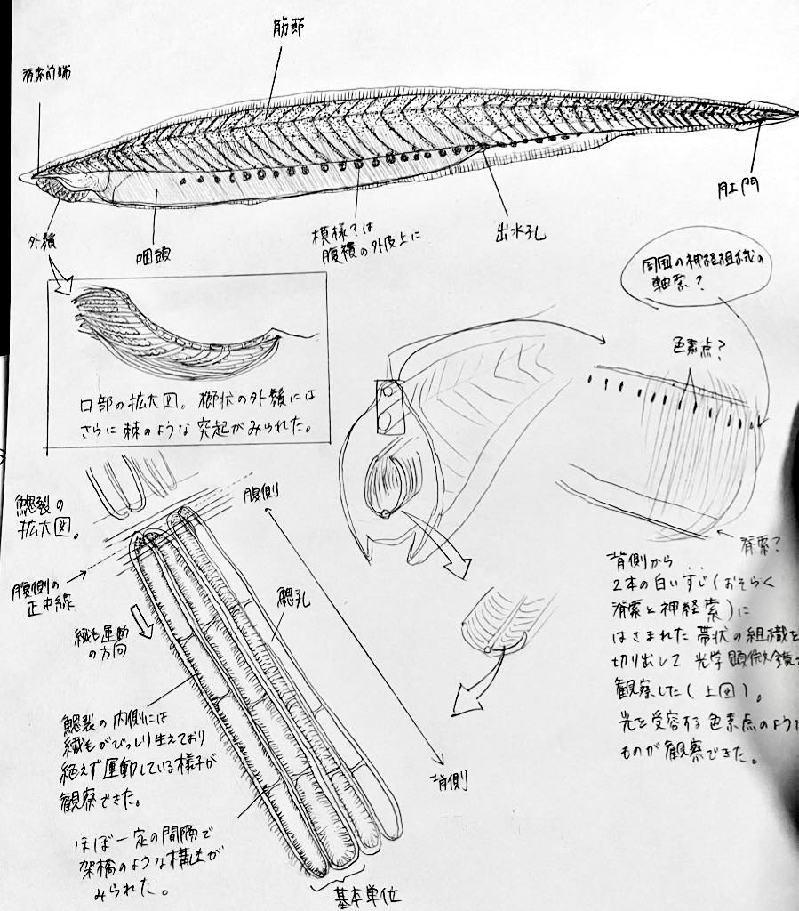 進みが遅くてあげるものがないので、昔のスケッチを✍🏻
(テキトーな写真で恐縮です…)
1.ギボシムシ
2.ナメクジウオ
3.マウス小腸上皮組織
4.マウス膵臓ランゲルハンス島
1.2.は実体顕微鏡像
3.4.は組織をパラフィン(ロウみたいなやつ)に閉じ込めてスライスしたやつ