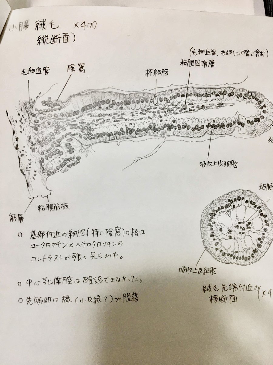 進みが遅くてあげるものがないので、昔のスケッチを✍🏻
(テキトーな写真で恐縮です…)
1.ギボシムシ
2.ナメクジウオ
3.マウス小腸上皮組織
4.マウス膵臓ランゲルハンス島
1.2.は実体顕微鏡像
3.4.は組織をパラフィン(ロウみたいなやつ)に閉じ込めてスライスしたやつ