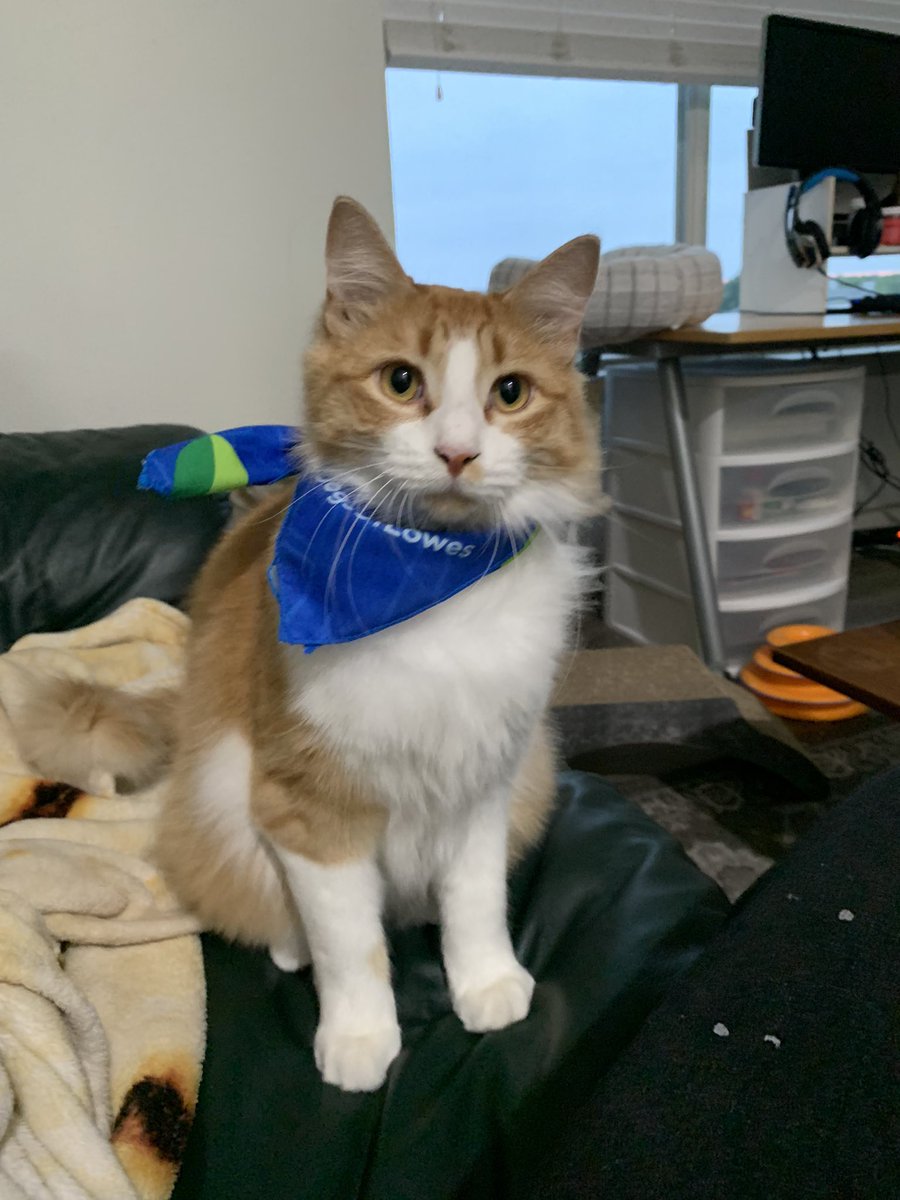 captinmojo's tweet photo. I stole one of the dog bandanas from lowes and put it on Murph and now I'm obsessed 
#dogsoflowes https://t.co/chkHAyXkR3