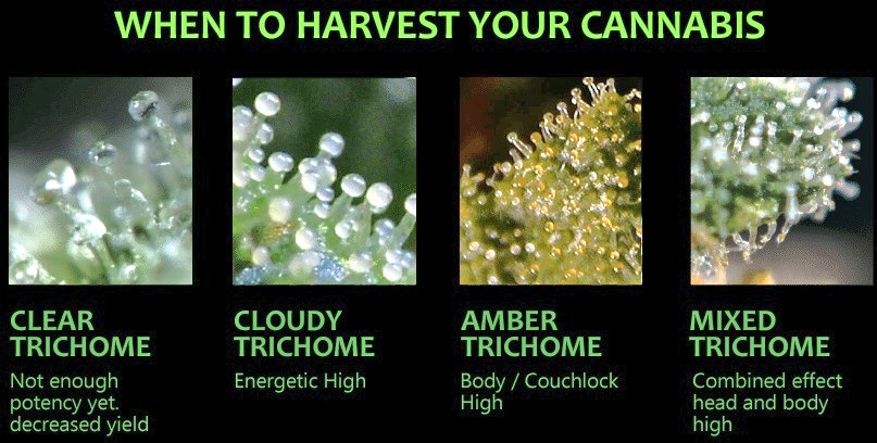 GatekeeperLabs's tweet photo. #cannabis #Marijuana #Weed #Hemp #StonerFam #Health #Biology #PrivateEquity #Growth #大麻 #القنب #Read

Information ✔️
#Trichomes Variance &amp; Color Definitions.
Neural Performance (HIGH) &amp;
Knowing When To #Harvest! 
   ⬇️ https://t.co/1RQbEiCtKV