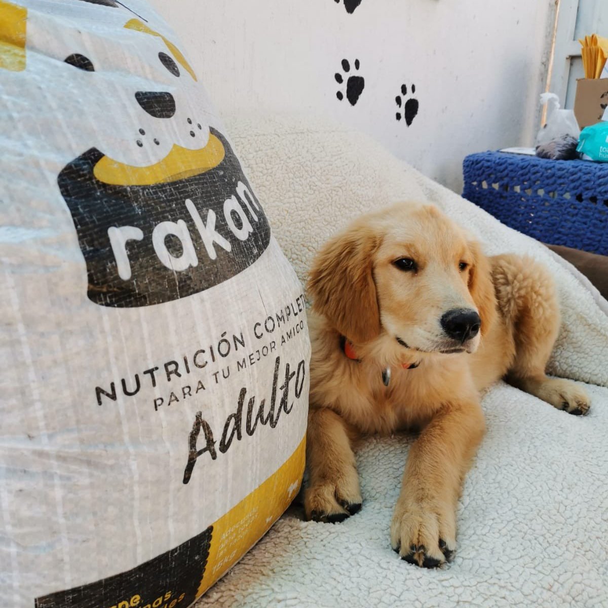 Checa nuestra propuesta en <a href="/NounsPropHouse/">Prop House</a> para <a href="/NounsDAOAmigos/">Nouns Amigos</a> 🐾

¡Impactemos albergues y refugios con 500kg de alimento para animales rescatados! 🐾
prop.house/proposal/5500