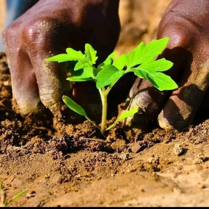 Demi Farms tweet media