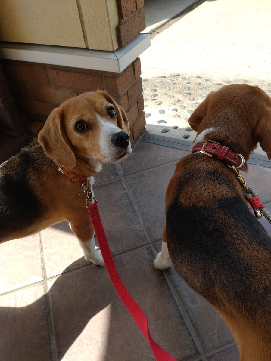 ✰狂犬病ワクチン✰お尻しぼり
✰爪切り✰スペクトラ
モリモリで頑張ってきたよ！