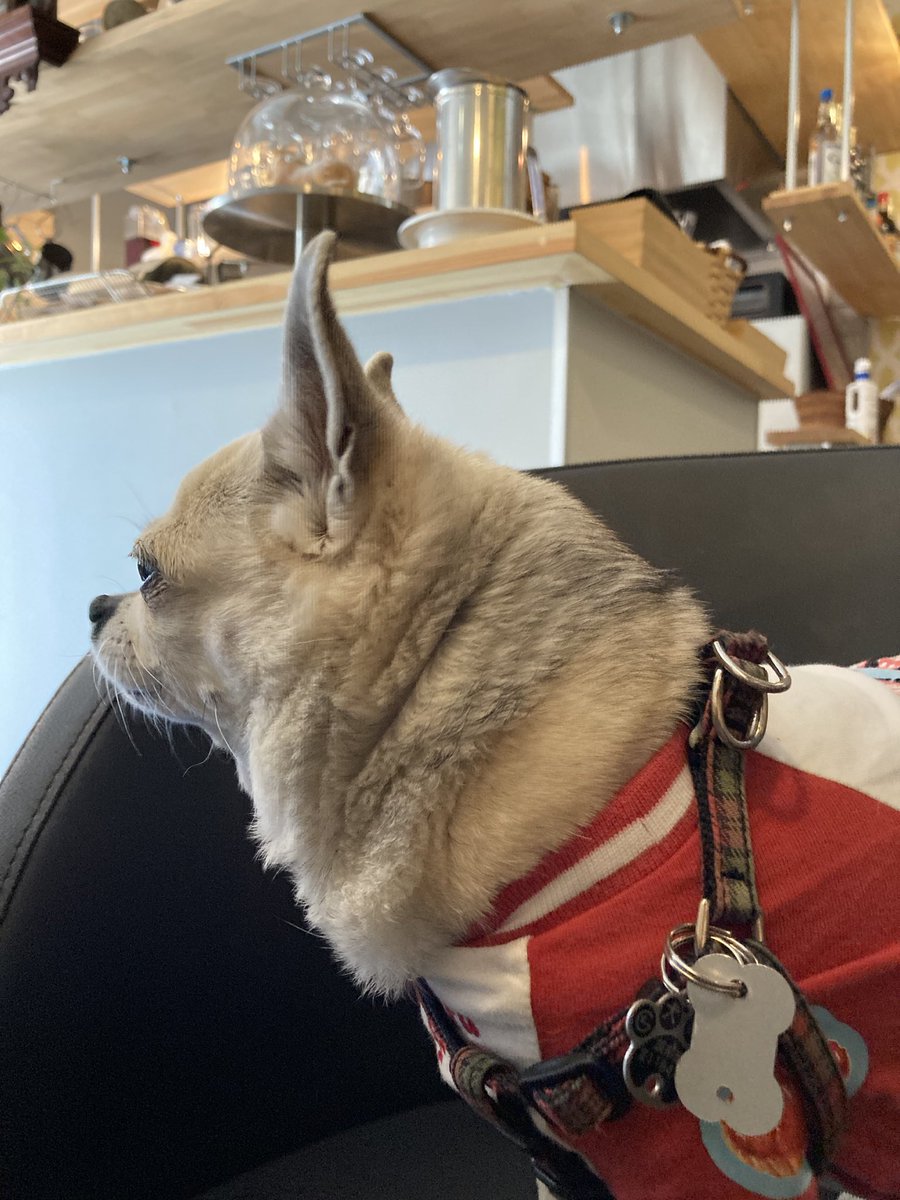 OKeK6pyUEIP8uka's tweet image. 聖蹟行く前に
調布ドッグカフェ
#paston
でlunch🍽
聖蹟のlunch姉が予約してくれてたけど
間に合わなくなってしまったので
pastonさんも前から
来たかったとこなので
来れて良かったー😆
ワンmenuもあるけど
いっぺん沢山食べるワンではないのでCookieを
ミルには注文しました😊
pastonさん良きお店