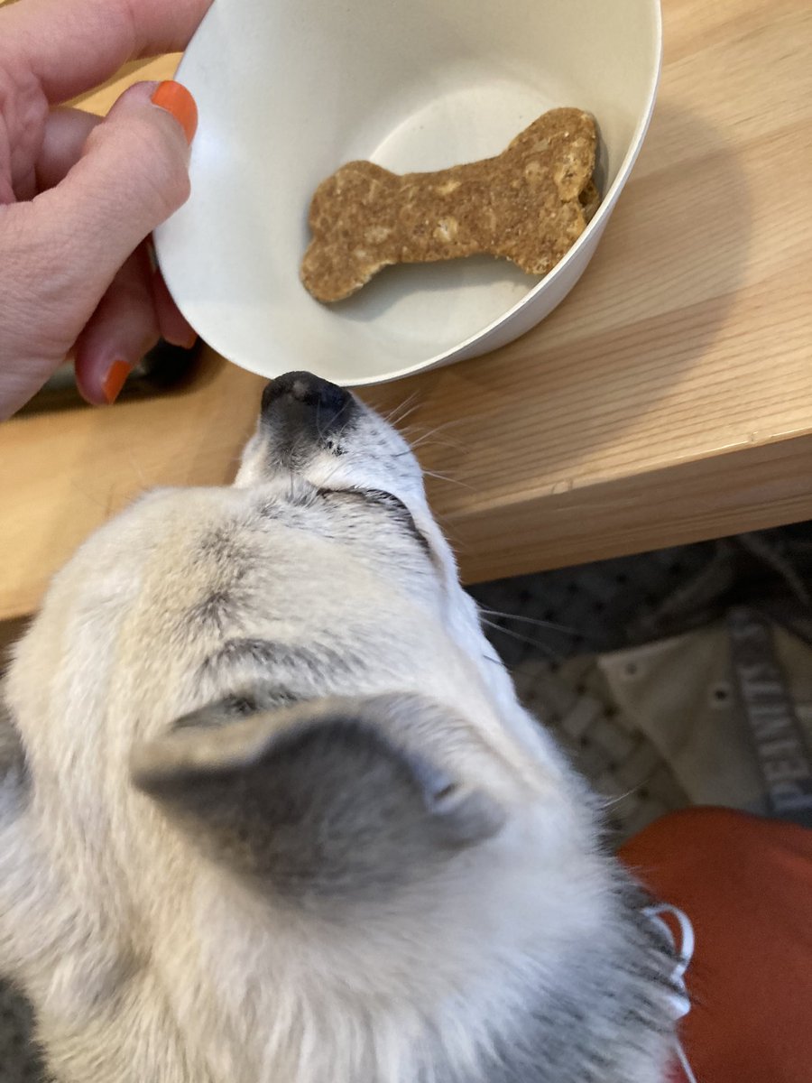 OKeK6pyUEIP8uka's tweet image. 聖蹟行く前に
調布ドッグカフェ
#paston
でlunch🍽
聖蹟のlunch姉が予約してくれてたけど
間に合わなくなってしまったので
pastonさんも前から
来たかったとこなので
来れて良かったー😆
ワンmenuもあるけど
いっぺん沢山食べるワンではないのでCookieを
ミルには注文しました😊
pastonさん良きお店