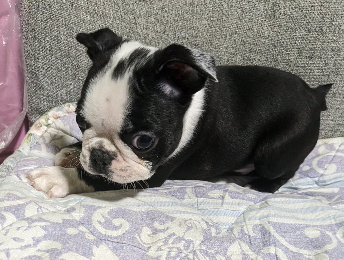 kojiwom's tweet photo. 名前：コタロー
犬種：ボストンテリア
スタンド名：ザ・フー
能力：一緒に遊んでいるともう自分が誰だかわからなくなってどうでもよくなるくらい楽しい
(近距離パワー型)

どうぞよろしゅう！ｲｷﾞｯ https://t.co/UbamDHyIRc