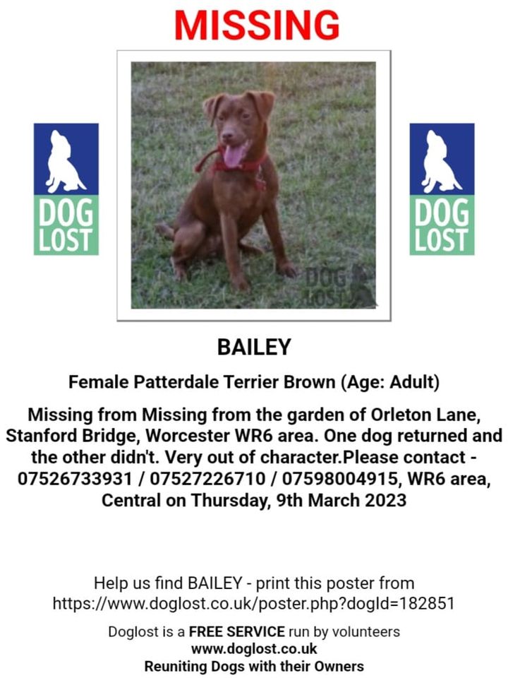 Bailey is a female #PatterdaleTerrier who went #missing from the garden in #OrletonLane #StanfordBridge #Worcester #WR6 area, on
Thursday, 9/3/23. One dog returned but Bailey still missing. Brown. Chipped. DL: doglost.co.uk/dog-blog.php?d… FB: facebook.com/groups/1290835… #MissingDog