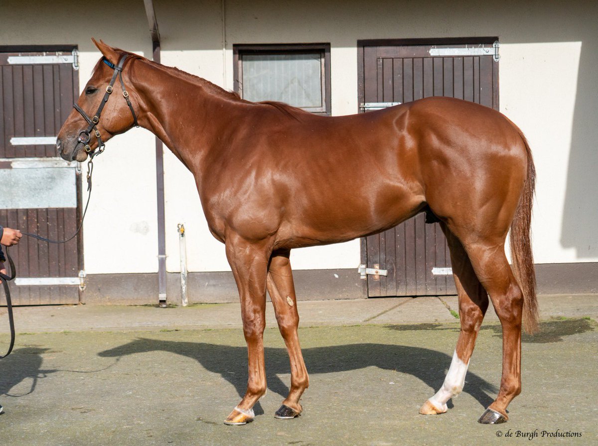 starbloodstock's tweet image. Three for @Tattersalls1766 Craven @brzups

Lot 61 Sea the Stars ex Spirit Bear colt
Lot 117 Invincible Army ex Catbells filly 
Lot 124 Advertise ex Crying Lightening colt

#donotmiss #breezers #craven

🚀🐎🏇🎩🚀🐎🏇