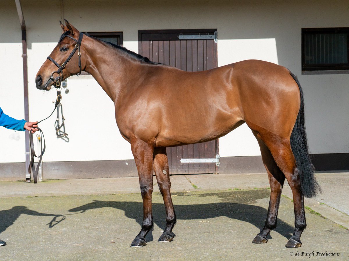 starbloodstock's tweet image. Three for @Tattersalls1766 Craven @brzups

Lot 61 Sea the Stars ex Spirit Bear colt
Lot 117 Invincible Army ex Catbells filly 
Lot 124 Advertise ex Crying Lightening colt

#donotmiss #breezers #craven

🚀🐎🏇🎩🚀🐎🏇