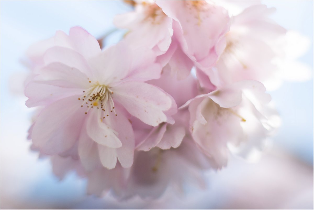 Lakeland Hanami #sakura #cherry #blossom #vintageglass