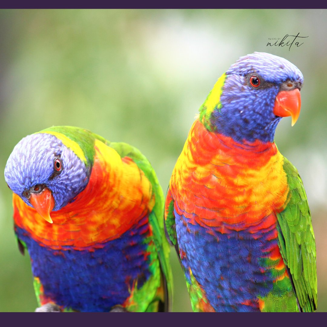 nikisri's tweet photo. When these beautiful colourful #parakeets are your guests🦜🦜

#Klicksbynikita #travelphotography #birdphotography  #photography #womenphotographers https://t.co/feZYnGVpeO