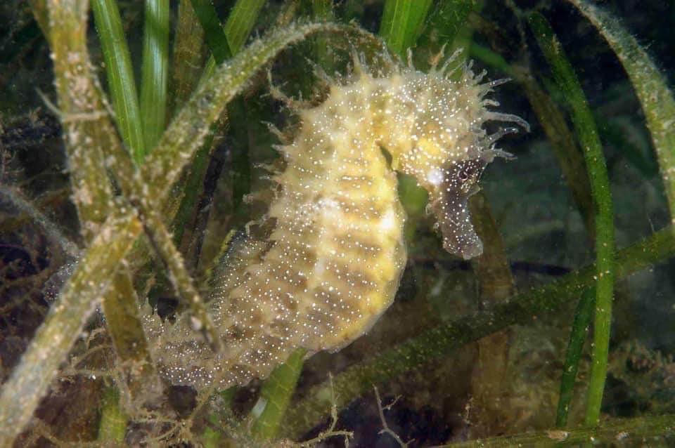 BBC Wild Isles for all things marine 7pm BBC1 #WildIsles #bbcwildisles