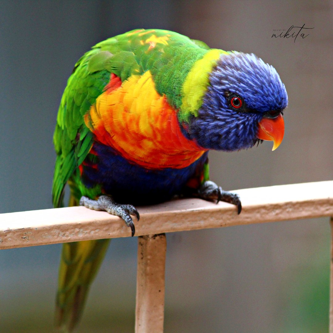 nikisri's tweet photo. When these beautiful colourful #parakeets are your guests🦜🦜

#Klicksbynikita #travelphotography #birdphotography  #photography #womenphotographers https://t.co/feZYnGVpeO