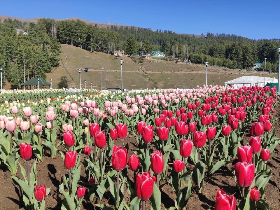 Now Jammu also have Tulip Garden in Sanasar nearby Patnitop Hill Station.