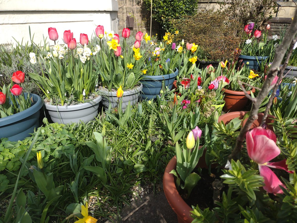 jamesloynes's tweet photo. My photos don't do justice to the explosion of colour in our little front yard at the moment. I love to watch my Tommy working in the garden, he's always in his happy place... And he knows what he's doing. Just beautiful! 🌷🌻🌼🌺🪻🌸 Happy Easter from Tommy's yard 😍🥰 https://t.co/9v1ppcL8Ps