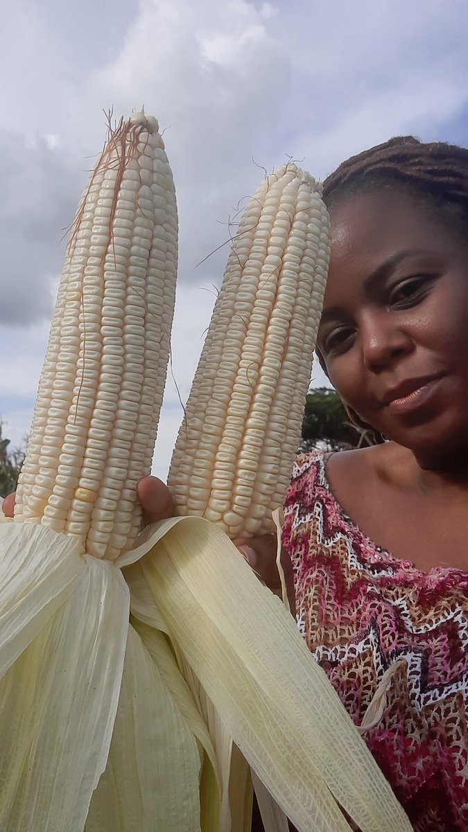Mis_try's tweet photo. The alternatives to complaining about mealie meal prices is winter planting or planning for the coming season.
Get out that consumer box and move on to the next discussion...production.
It's only about k20 to meal your own maize 
#SC657 
#SC555. 
@SeedCoZambia https://t.co/dS1lufH72K