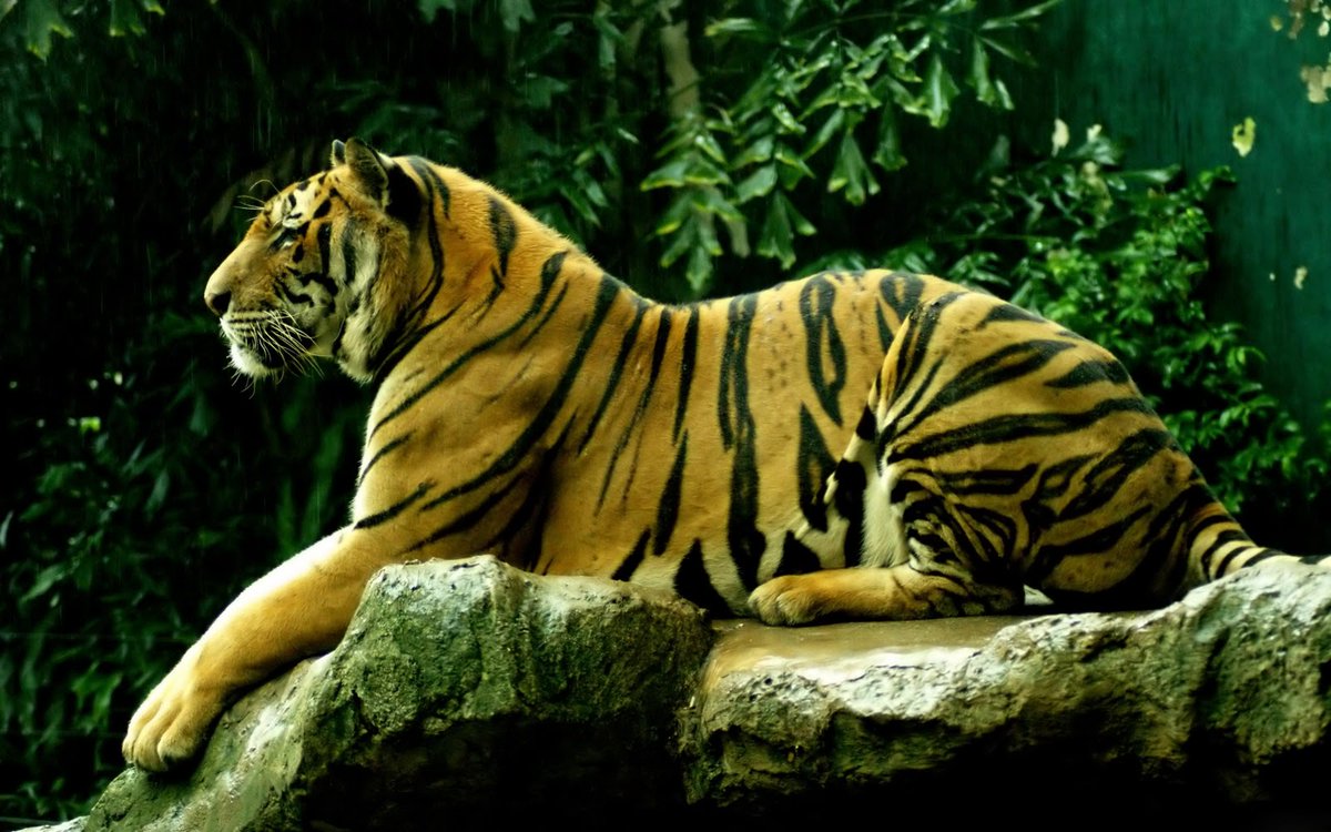 CashBlueprint23's tweet image. #TigerProject-Started by Indira Gandhi in 1973 with 9 Tiger Reserves, 53 now-From 1411 in 1972 to 3167 in 2022, Tigers brought back from Extinction, Success Story Globally Acclaimed due to UNTIRING EFFORT by Conservationists, Forest Officials, Workers, even People! India Proud!!!