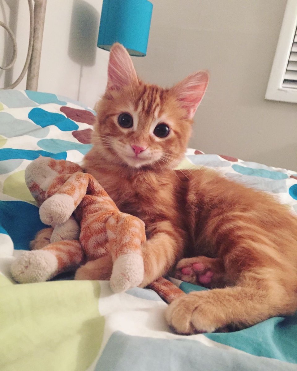 do you love me ?? ❤️ 😺 🎉 🎈 🍀 ❤️
