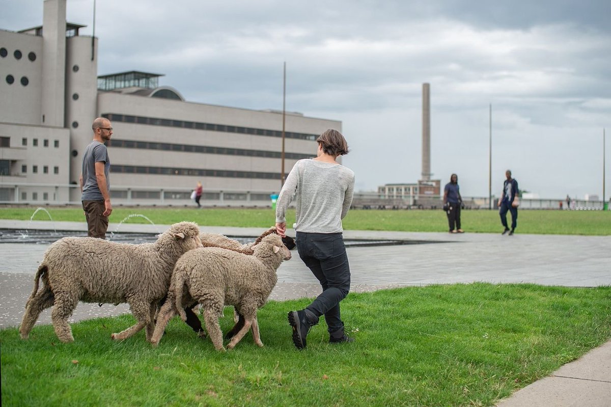 Aanstaande zaterdag 15 april komen er drie Dutch Merino-schapen naar Dakpark! Om 12 uur zullen we de schapen met een welkomstfeest en een lunch ontvangen, dus kom ook gezellig langs!
