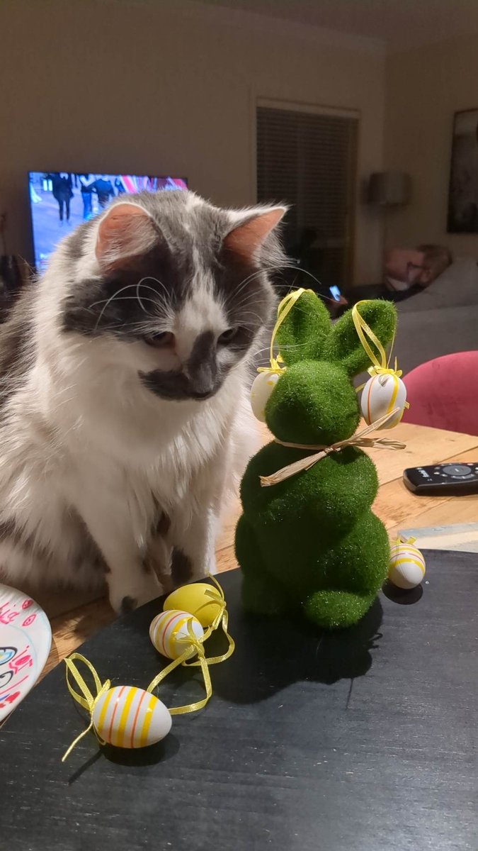 beanieslounge's tweet photo. #HappyEaster2023 #CatsofTwittter #Cat #caturday https://t.co/yJMBb3Dwal