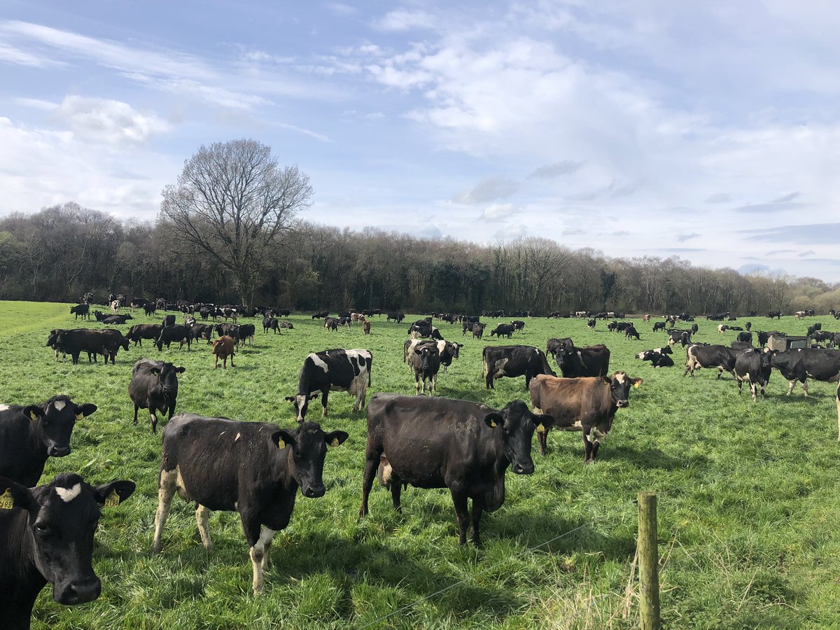 Finishing off the last of the first round while dipping into the second. 4 weeks out from MSD with all cows calved. 🙌🏻 3 hectares of wild forestry visible in the background. #Irishdairy #grasstomilk