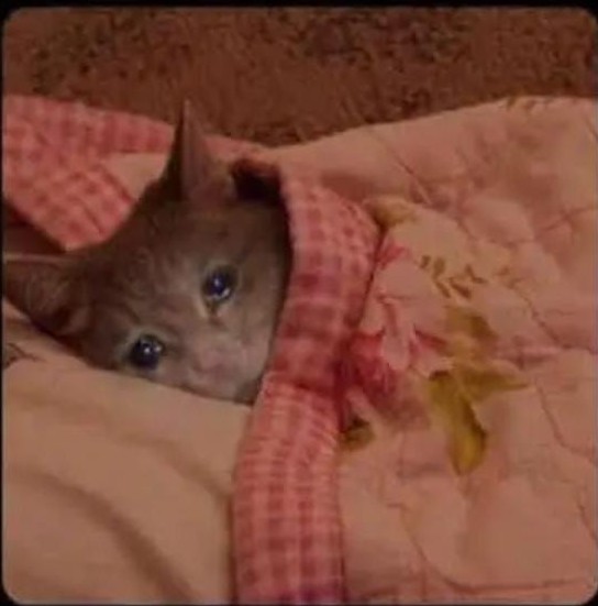 Si ni jana tu ndio nilikua 33k aki Elon wewe.. Anyway follow me for instant follow back