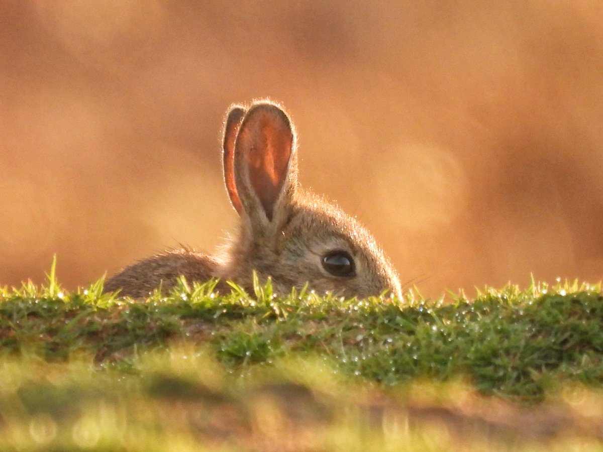 Happy Easter 🐣
#EasterSunday2023 #easter #SundayMorning #richmondpark #bbcspringwatch #london #uk #photooftheday #wildlifephotography