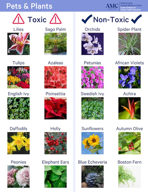 AuggyGobby's tweet photo. @ckshowalter MANY FLOWES ARE TOXIC BUT ESPECIALLY ANYTHING RELATED TOO LILLIES! And the pollen can fall on the cat even if they can’t reach it, it’s not worth the risk!! Here are some safe and toxic flower examples, keep this in mind when gardening as well, you can save cats lives https://t.co/MzN36zVhf7