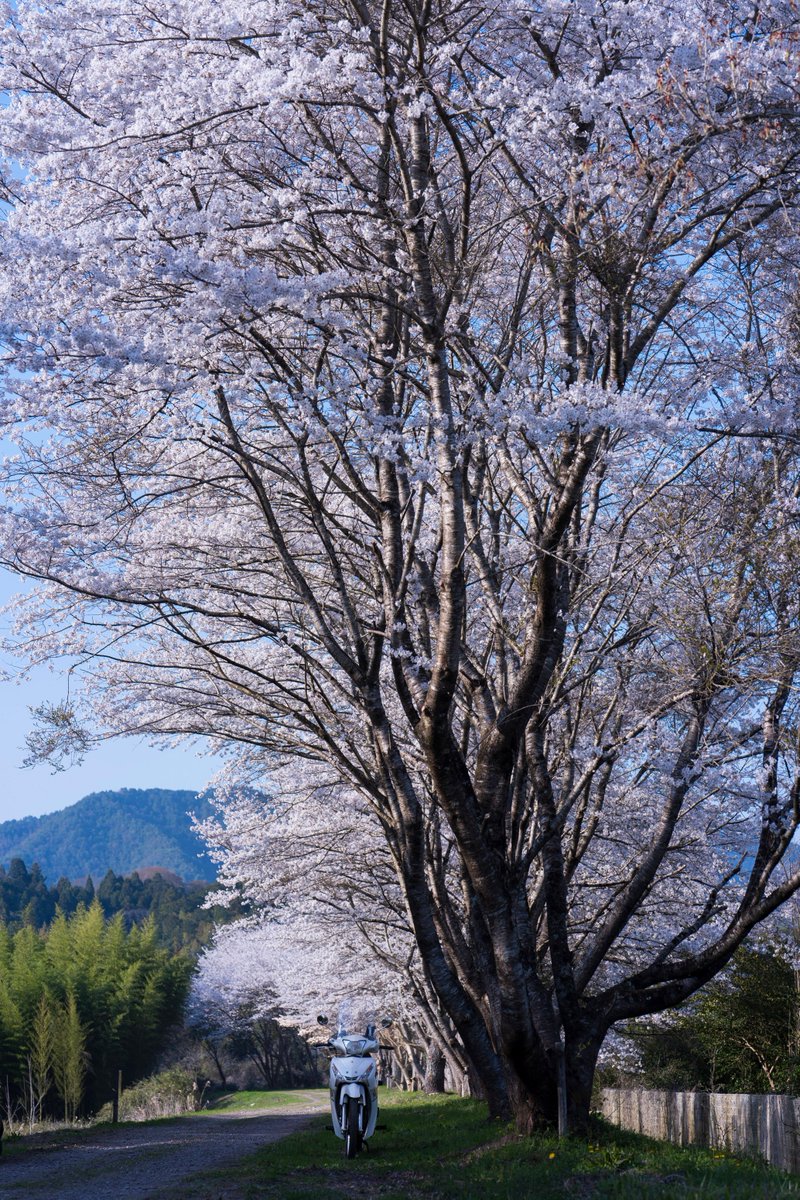 terupapa39's tweet photo. 桜の立派な巨木とも出会うことができました。
#桜 #YAMAHA #T115 https://t.co/7IKSY2CndZ