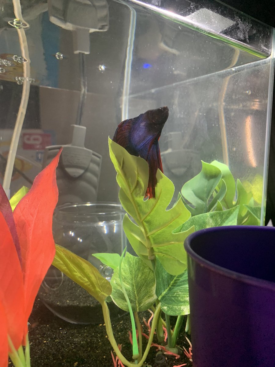 shittycosplayer's tweet photo. @alpacasews Everyone is replying with photos of their pets so this is Duke lol https://t.co/dYmovc1PQZ