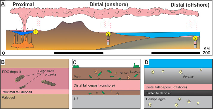 @WellingtonUni @gnsscience By dating tephra from proximal, distal onshore and offshore locations, we refine the age of the Waimihia eruption from Taupō volcano, NZ. The widespread deposits provide an important isochron for synchronising sediment archives in many disciplines, including paleoseismology!