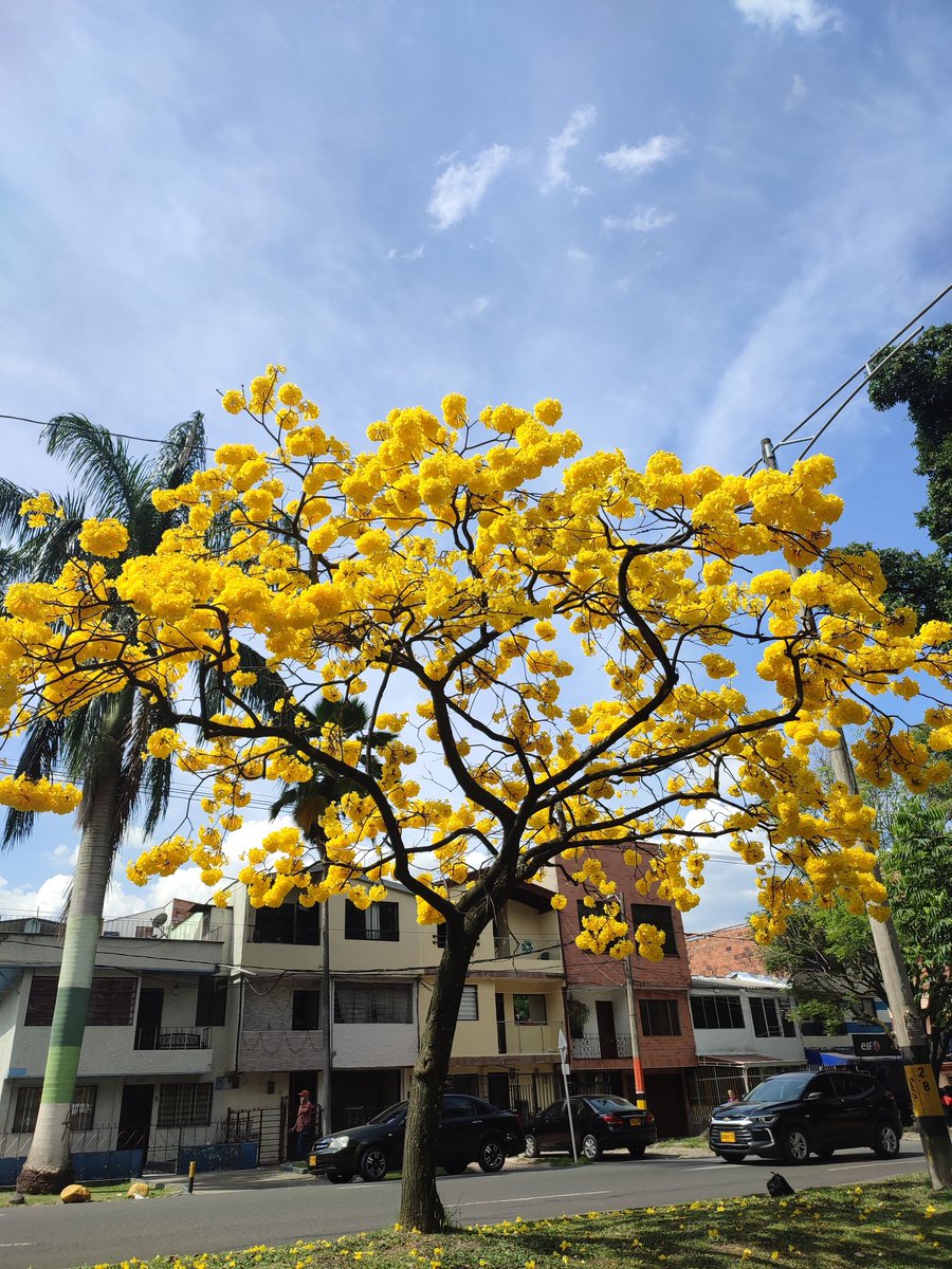 AnaMara1997's tweet photo. Guayacán amarillo 💛 #nature #paisaje #arbol https://t.co/63kGgmt95g