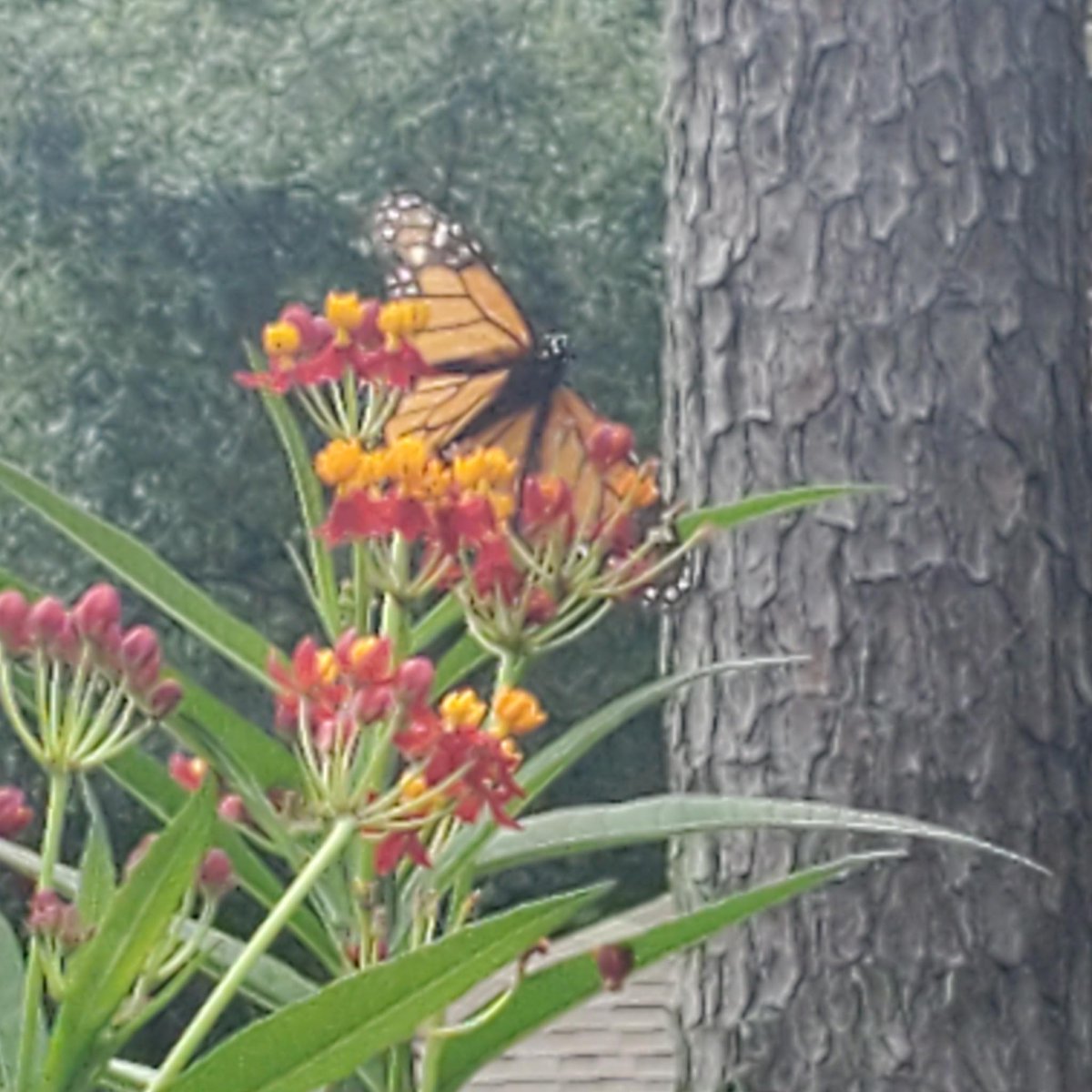 kendra_cassidy's tweet photo. Two of my favorite things, plants and butterflies📷📷📷 https://t.co/sNhQcmv62g