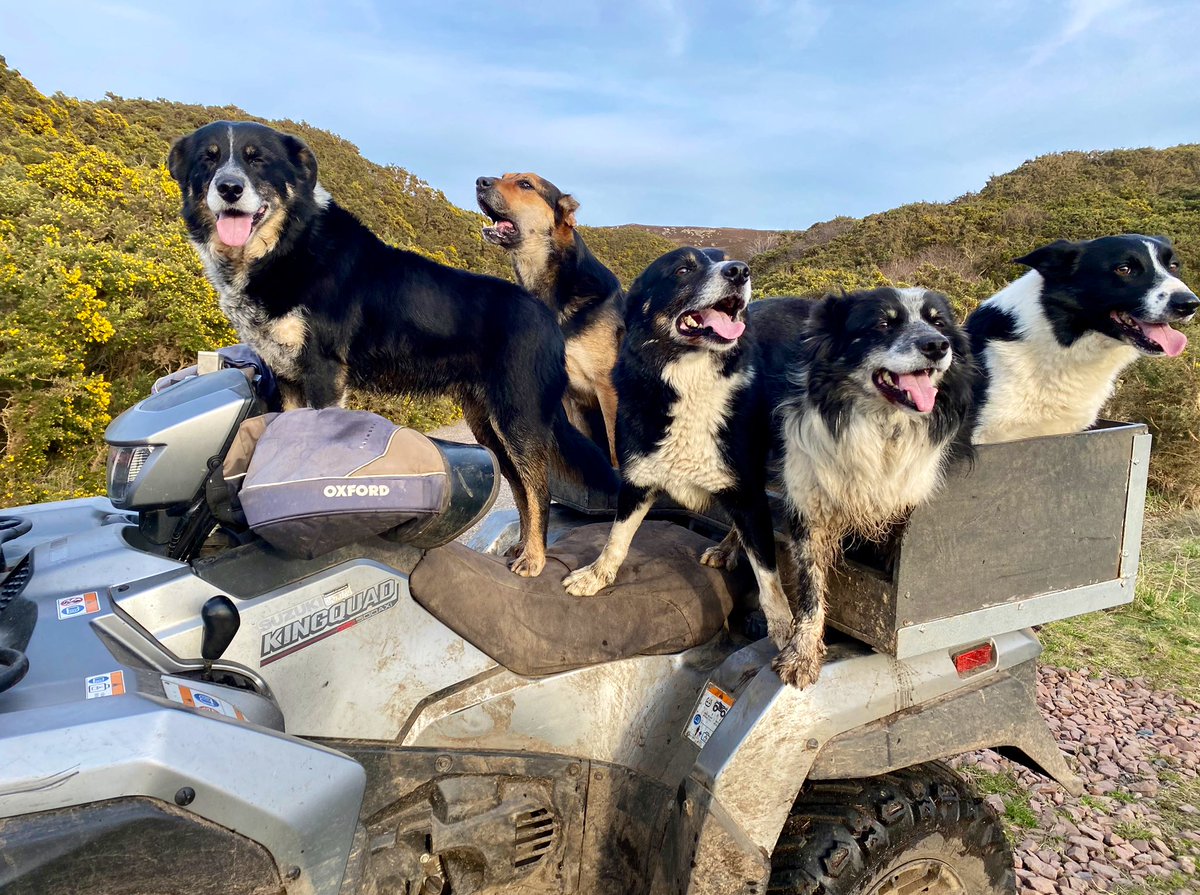 We love this photo from our brand Ambassador Joyce Campbell #TeamSuzuki
#SuzukiATV #atv #allterrainvehicle #4x4 #quad #quadbike #kingofquads 👑 #farming #agriculture #sheepfarming #lambing #sheepdogs #workingdogs #dogsofinstgram