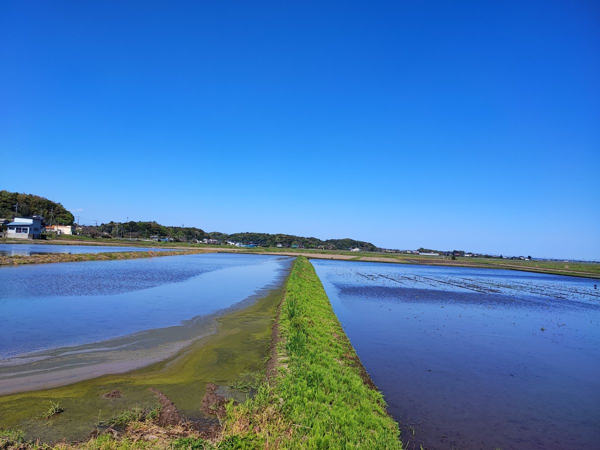 Madam_Fujiko's tweet photo. Rice paddies have started to be filled with water.✨

#INASHIKINEST #farminn #guesthouse 
#茨城県 #稲敷市 
#霞ヶ浦 #LakeKasumigaura #Ibaraki https://t.co/KlLIonD6CQ