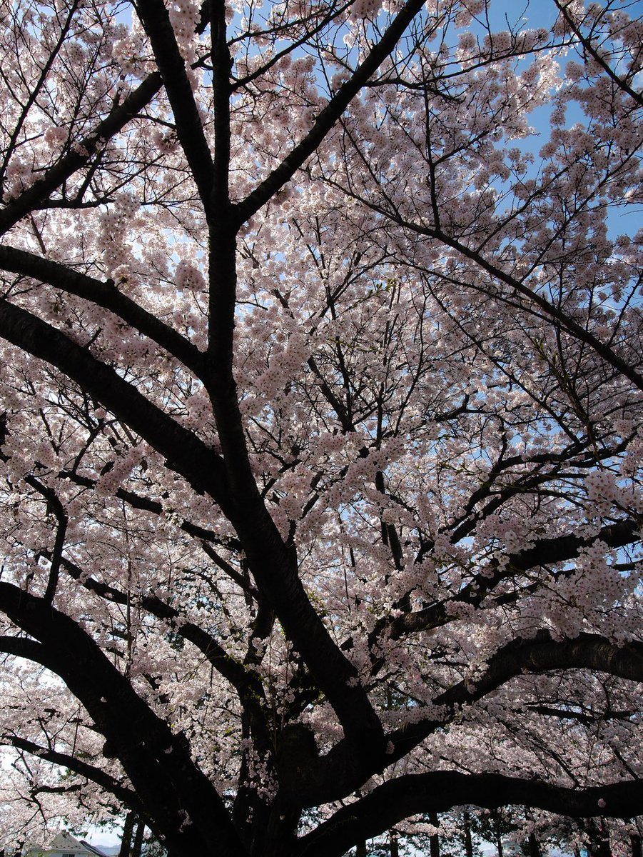 「快晴で桜が奇麗なのは良いんだけどさ……風が強すぎてフレームから逃げる逃げる。あと」|KAZE／高橋賢治のイラスト