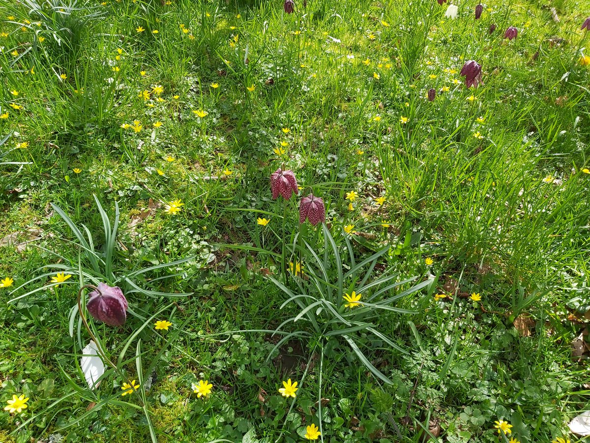 Snakeshead Fritillary at a Welsh castle. "It fell upon a little western flower - | Before, milk-white; now purple with Love's wound - | And maiden's call it love-in-idleness."
Happy Easter! lemon-shakespeare.com