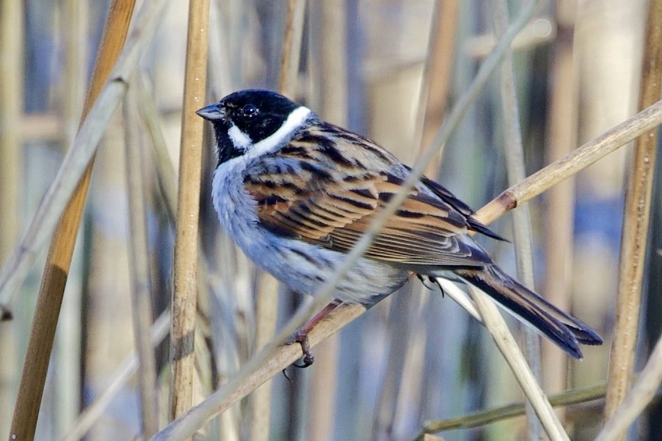 markgoldstone's tweet photo. Reed Bunting - (not a law firm) so excited to spot a Reed Bunting - both male and female. Absolutely charming to watch them flit among the reeds. #reedbunting #quoileriver #rspb #rspb_love_nature #countydown #strangfordlough #birdcpp https://t.co/EP8Dgxr4tp