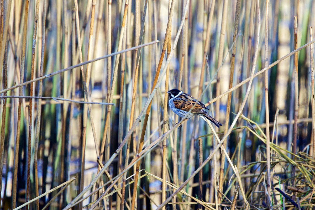 Reed Bunting - (not a law firm) so excited to spot a Reed Bunting - both male and female. Absolutely charming to watch them flit among the reeds. #reedbunting #quoileriver #rspb #rspb_love_nature #countydown #strangfordlough #birdcpp