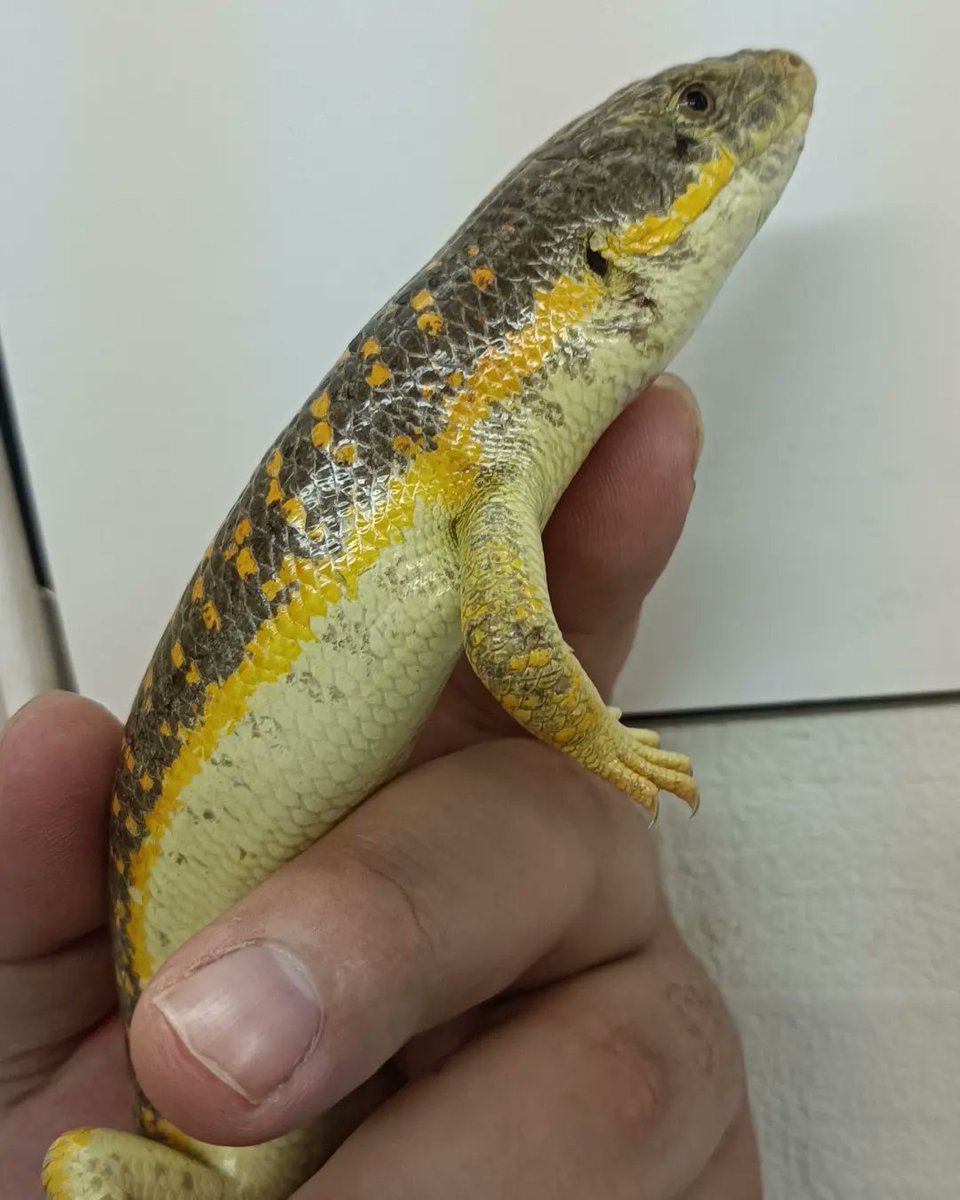 reptile_CRESTA's tweet photo. CRESTA入荷
シュナイダースキンク
状態良好!!
#爬虫類 #爬虫類専門店 #シュナイダースキンク #スキンク #トカゲ #peterskeeledplatedlizard #keeledlizard #lizards #schneider #schneiders #schneidersskink #skinks #reptile #reptile #reptileavenue_cresta https://t.co/kMdDZE0sF3