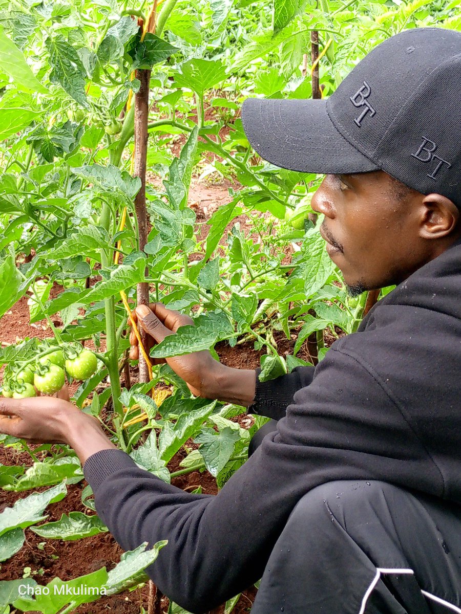Charles41602483's tweet photo. Tending my beautiful tomatoes 🍅 https://t.co/y5aWlOhqX3