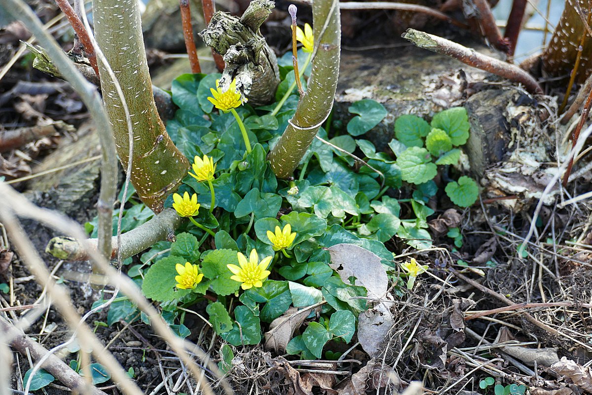 Ficaria verna, commonly known as lesser celandine or pilewort, was in abundance on yesterdays stroll...