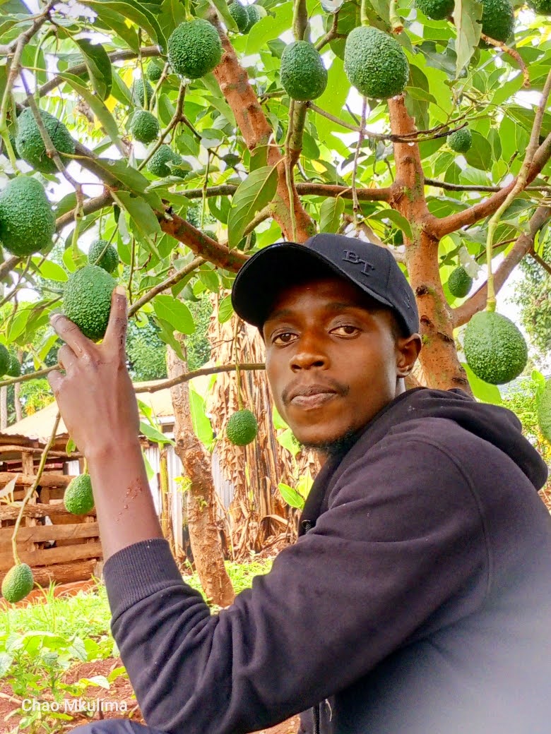 Charles41602483's tweet photo. 🥑🥑🥑 https://t.co/U3B79Wo7eG