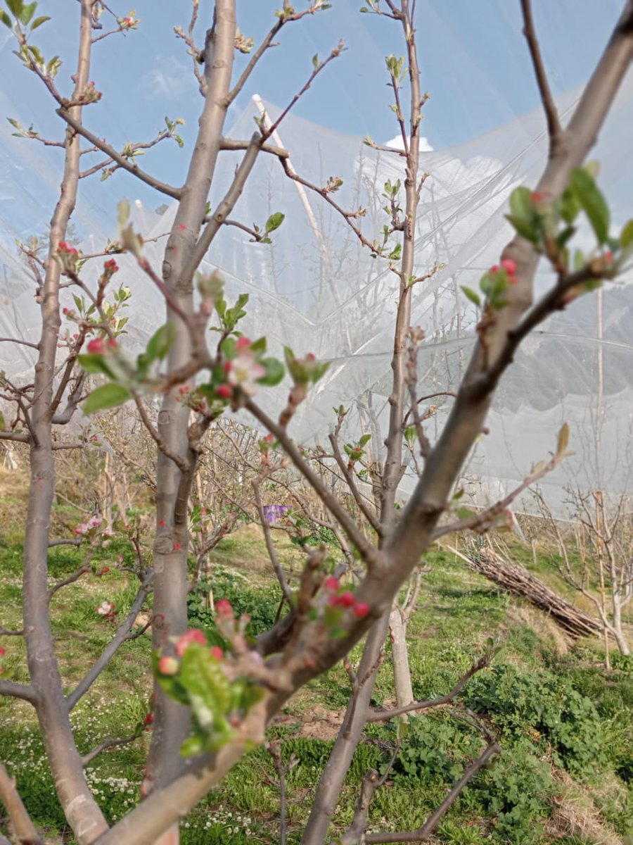 KAVITARAJ5's tweet photo. #Apple Blossom Time.  ..Apple trees normally bloom throughout the spring and summer seasons..            सुबह-सुबह घर के बगीचे से.. #HimachalPradesh https://t.co/LVeZfKatCu