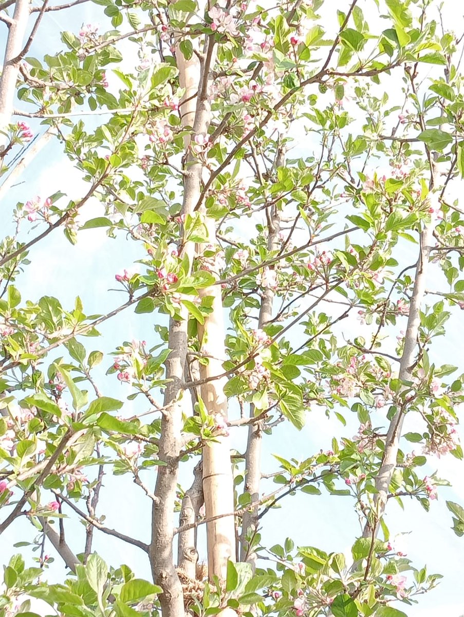 KAVITARAJ5's tweet photo. #Apple Blossom Time.  ..Apple trees normally bloom throughout the spring and summer seasons..            सुबह-सुबह घर के बगीचे से.. #HimachalPradesh https://t.co/LVeZfKatCu