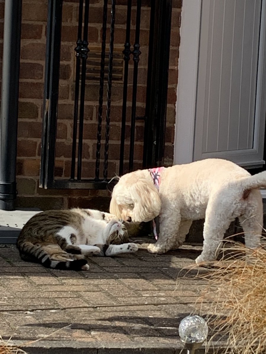 aston1970ap's tweet photo. #PleasePlayWithMe 🐶🐱🤣 https://t.co/JqF4c2ZcvL