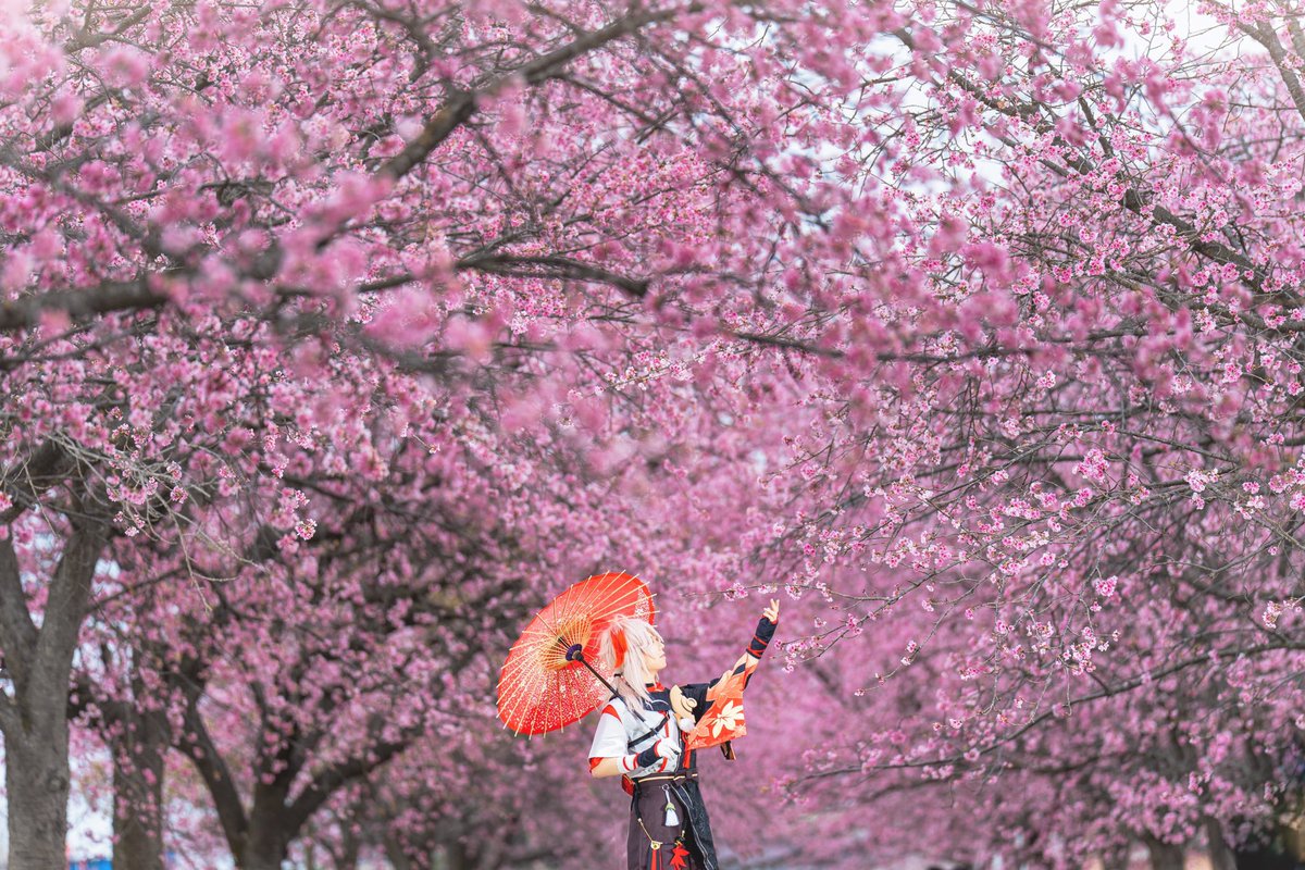 【Cosplay】 原神-Genshin Impact- 楓原万葉 ──────── 桜花爛漫 ──────── photo* @kasaikamera ※ロケ地許可済み #ゆうやふぉと